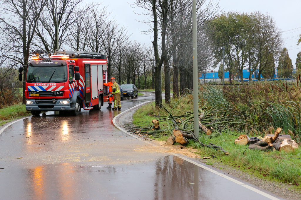 Boom_op_de_weg.jpg