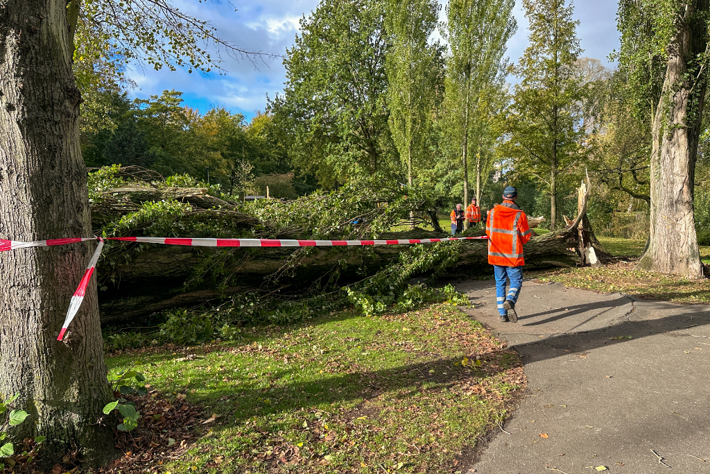 boom_oranjepark_2.jpg