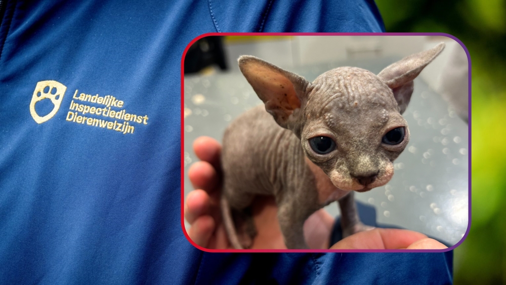 Schiedammer fokt illegale naaktkatten en verstopt kitten bij inspectiecontrole