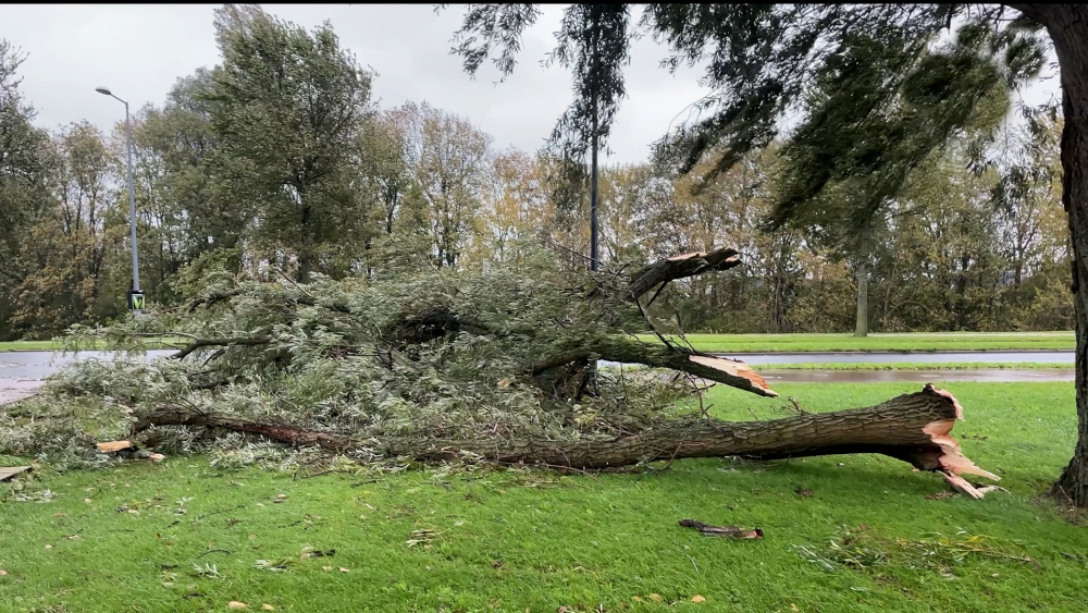 Overzicht van gevolgen storm Ciarán in Schiedam en Vlaardingen: Irado stopt er mee en bomen gaan om
