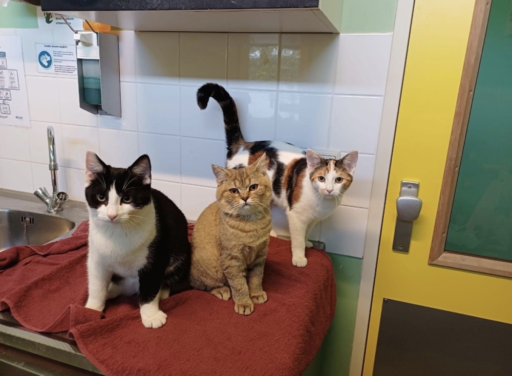 Warm thuis voor gedumpte kittens in Vlaardingen: gezin adopteert de katjes