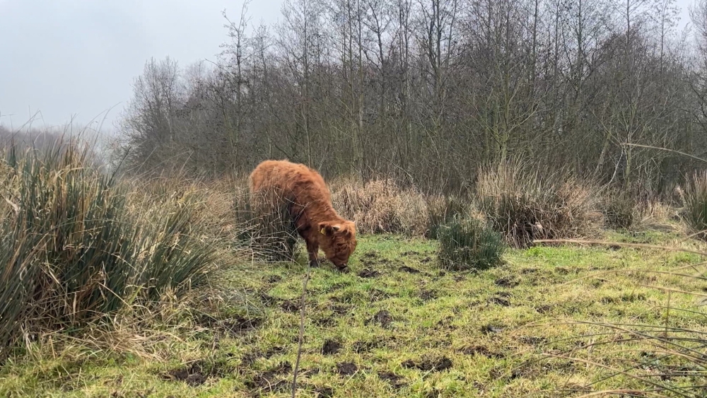 Nóg een Schotse hooglander overleden, beheerder doet aangifte