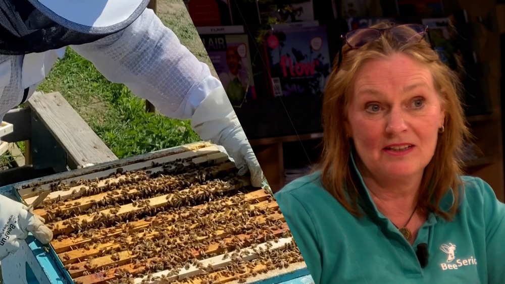 Zonder bijen is geen leven mogelijk, maar meer dan de helft van de 360 bijensoorten wordt bedreigd