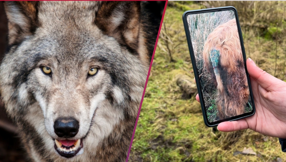 Links de wolf, rechts een foto van een gewonde Schotse hooglander uit de Broekpolder