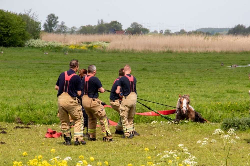 Brandweer haalt paard uit sloot bij Dilleveld