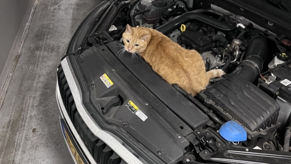 De Schiedamse kat Chica reist per ongeluk met auto mee naar Dordrecht
