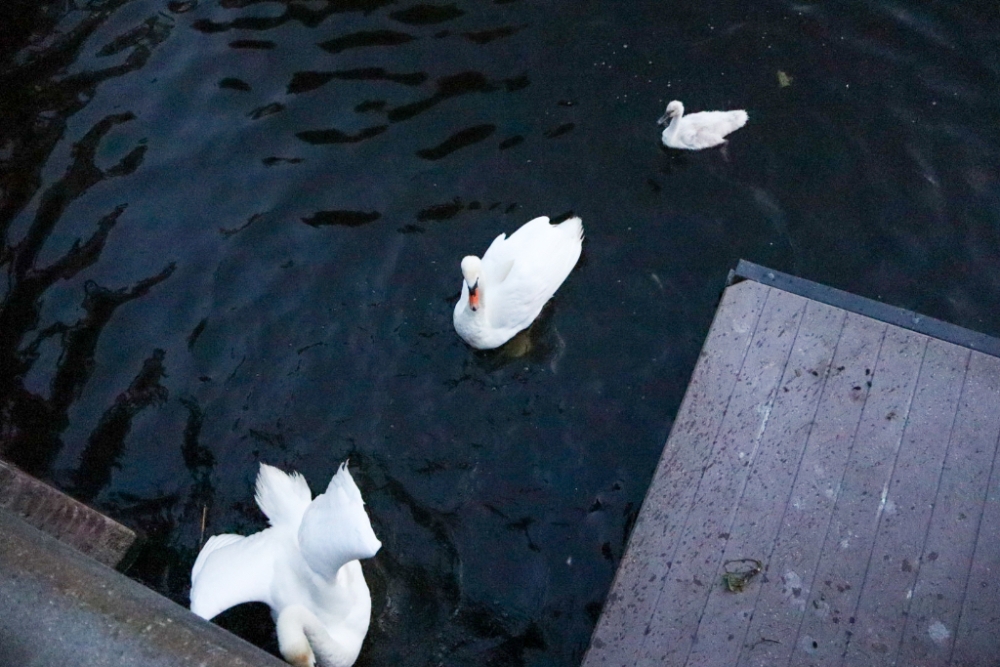 Babyzwaantjes vast in hek onder brug in Schiedam