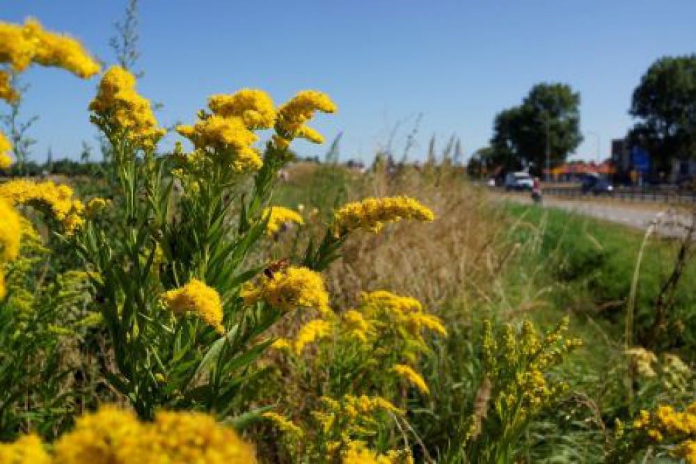 Provincie Zuid Holland gaat anders maaien