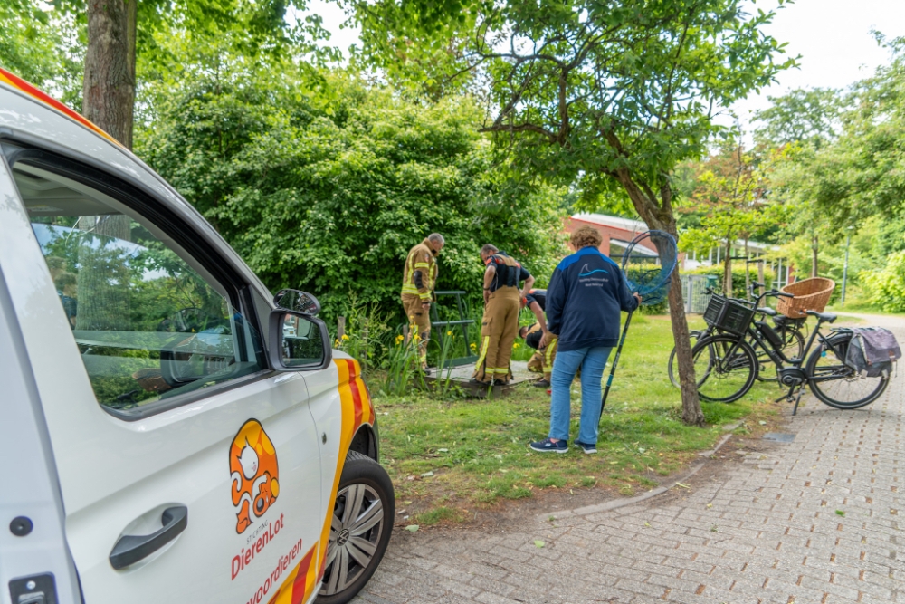 Brandweer bevrijdt kuikentje uit duiker