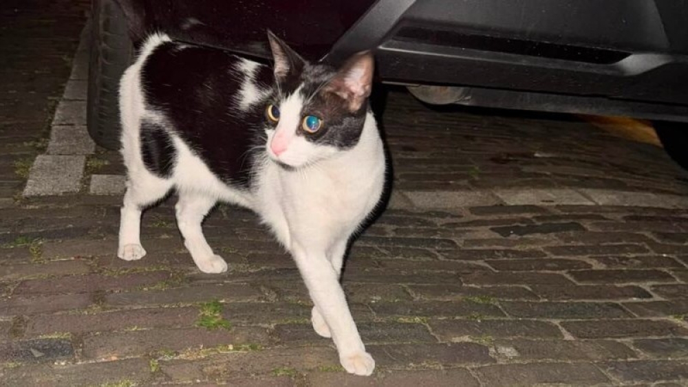'Miauw' onder de motorkop: Leidse poes Ollie reist per ongeluk mee naar Vlaardingen