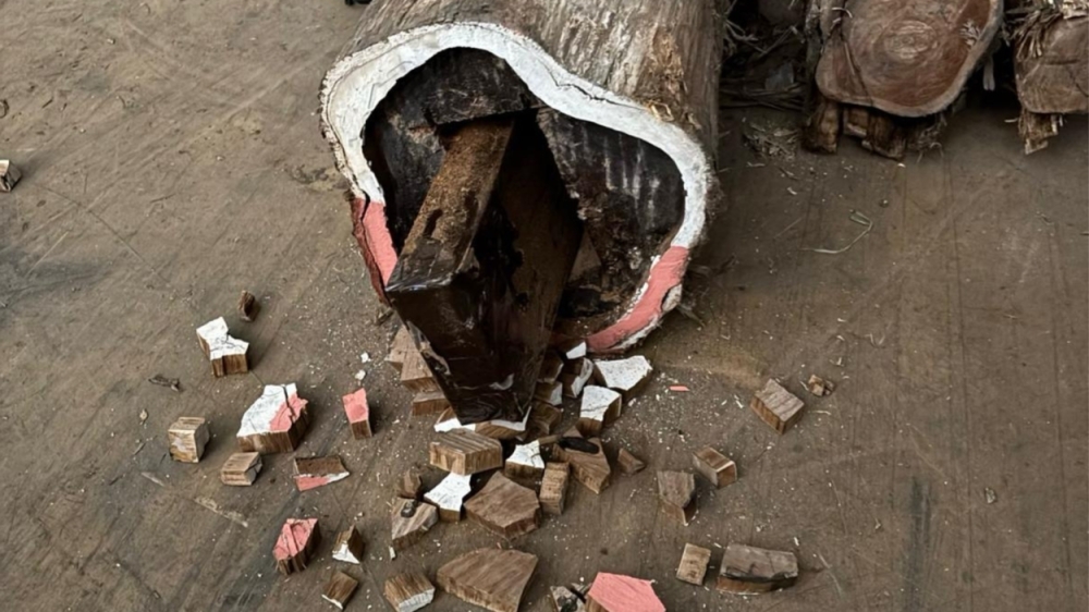 Cocaïne tussen boomstammen: Schiedammers en Vlaardinger mogen cel voorlopig verlaten