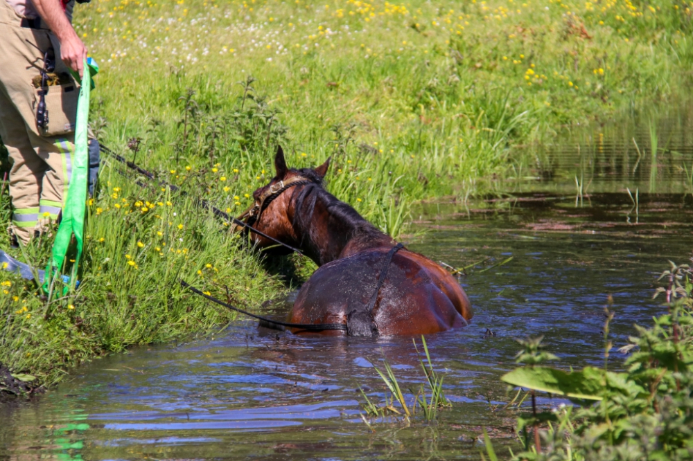 Brandweer moet weer paard uit de sloot halen