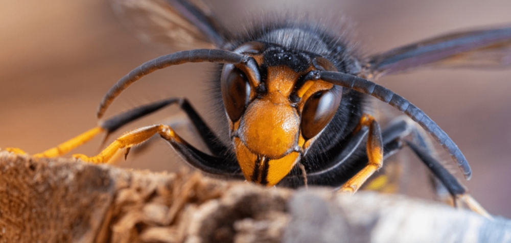 Opmars Aziatische Hoornaar in Schiedam en Vlaardingen is risico voor omgeving