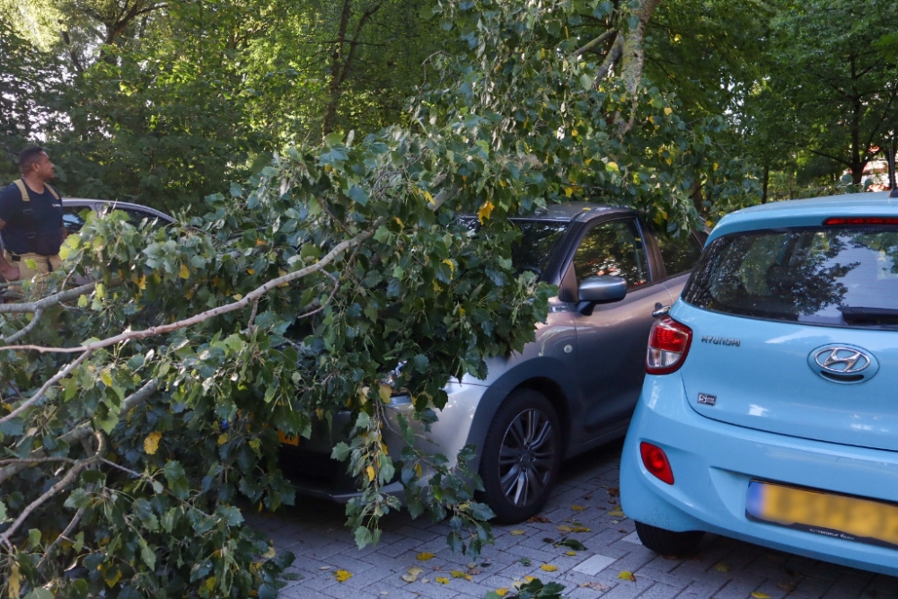 Grote tak breekt van boom in Groenoord: twee auto&#039;s beschadigd