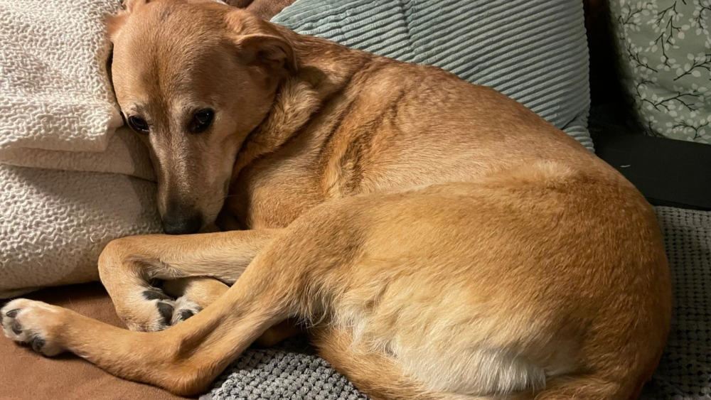 Gerda is één van de vier honden die overleed na wandeling park: ‘Lag in plas bloed’