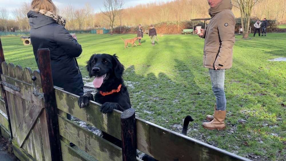 Voor de knallen losgaan kunnen honden nog even ontspannen in de Broekpolder