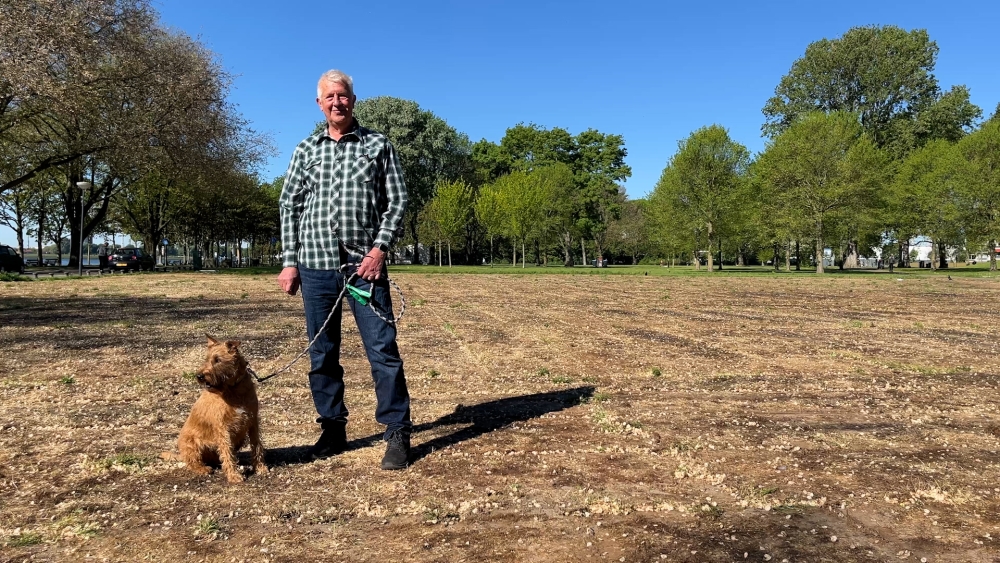 Rijplaten hebben tóch gras aan Maasboulevard vernield: ‘Denk gewoon praktisch na’