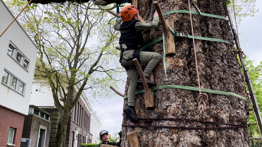 Avontuur tussen de bladeren: Schiedamse kinderen beklimmen nationale topboom