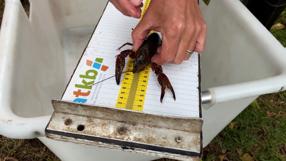 Sportvissers blij met aanpak overlast rivierkreeften: ‘Vangen soms meer kreeft dan vis’