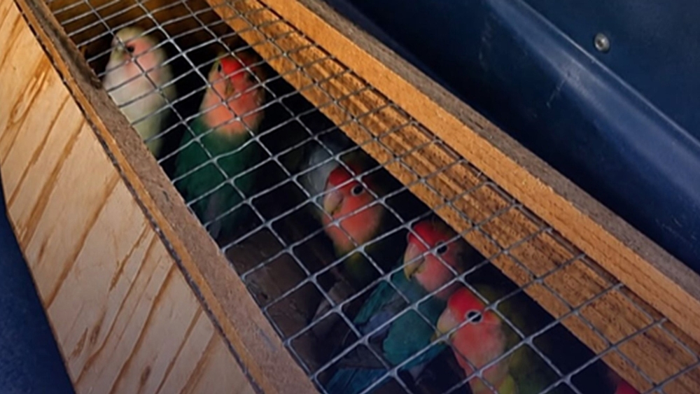 Politie treft 65 vogels aan in verwaarloosde woning in Schiedam