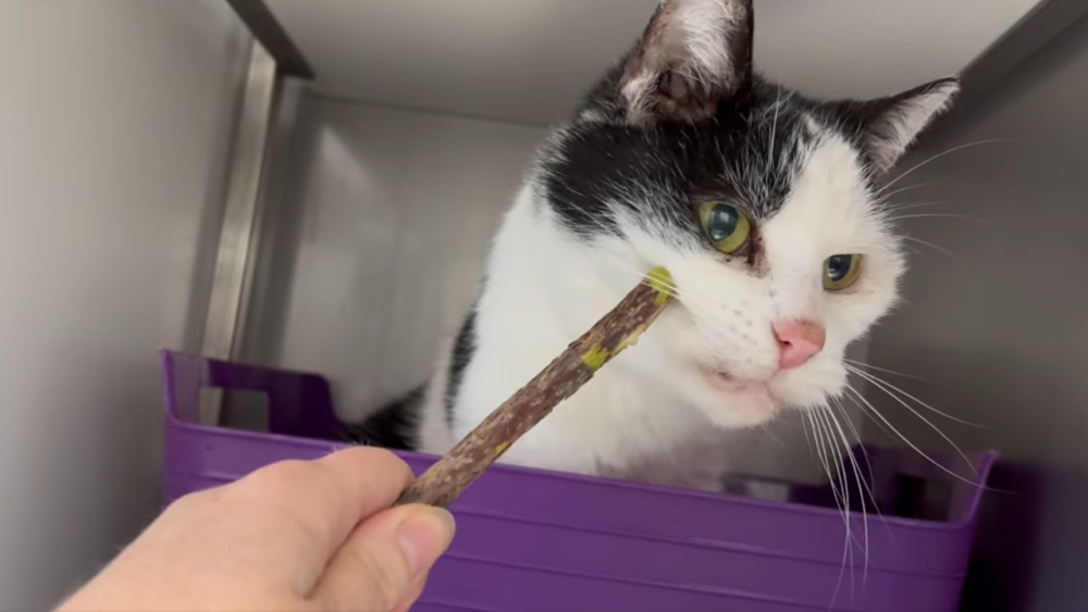 Bouwvakkers vinden uitgedroogde kat 'Frits' tussen het puin en redden zijn leven