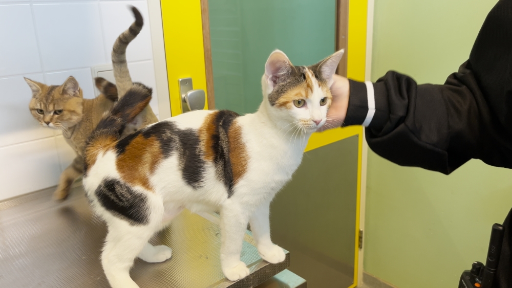 Goed nieuws voor de drie verwaarloosde kittens die eerder gedumpt werden