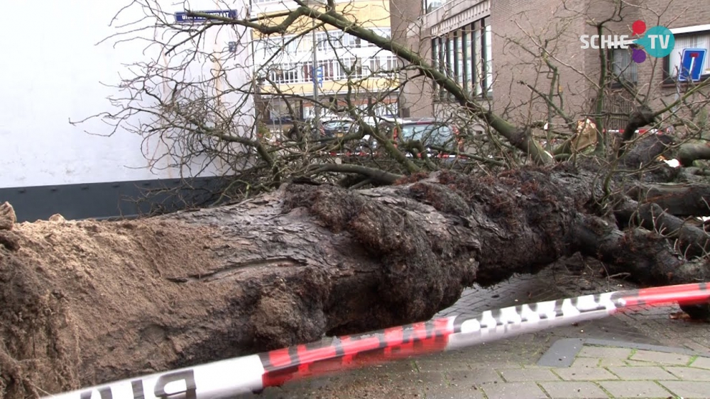 Bomenriddder Huib Sneep: veel geluk bij omvallen oude paardenkastanjeboom