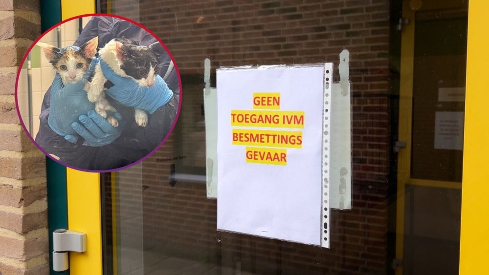 Schimmelinfectie bij kittens bevestigd: ‘gevreesde maar verwachte uitslag’