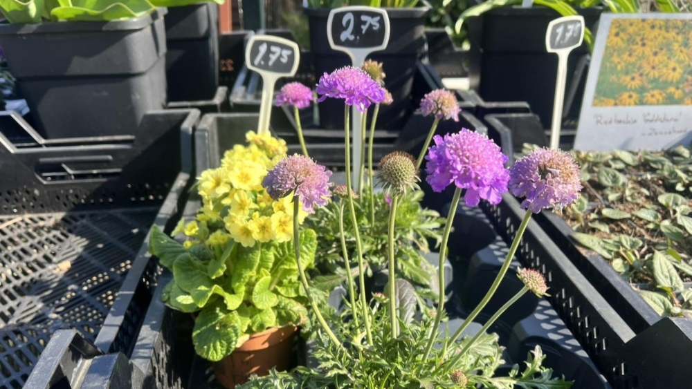 Lentemarkt in het groen: Volkstuinvereniging Zuidbuurt opent 9 mei haar deuren