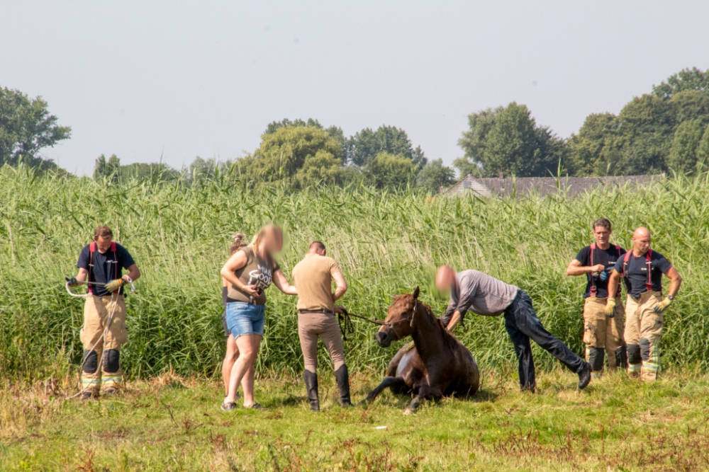 Flinke klus voor brandweer om paard uit de sloot te krijgen