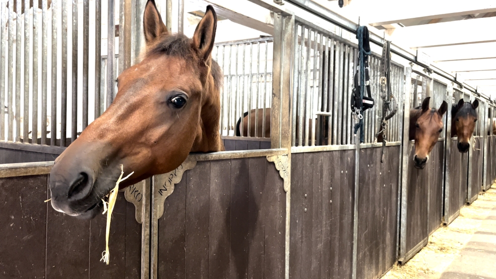 Ondanks zorgen over paardenweide, viert manege op grootse wijze 75-jarig bestaan