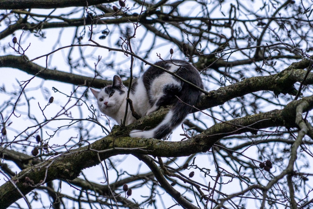 Kat na uren in boom door brandweer bevrijdt