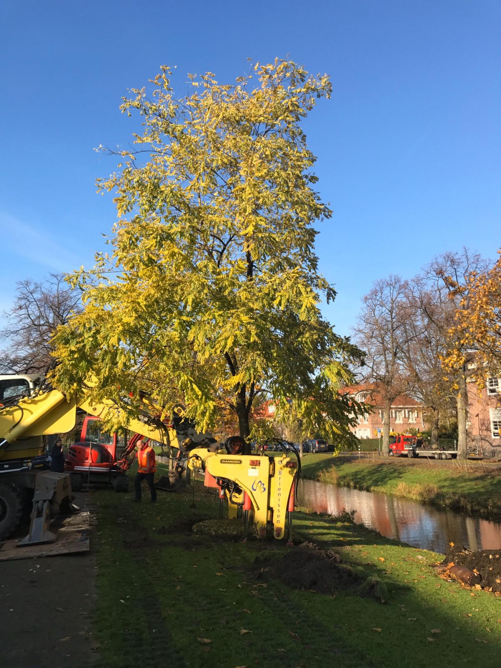 Gemeente gaat aan de wandel met boom