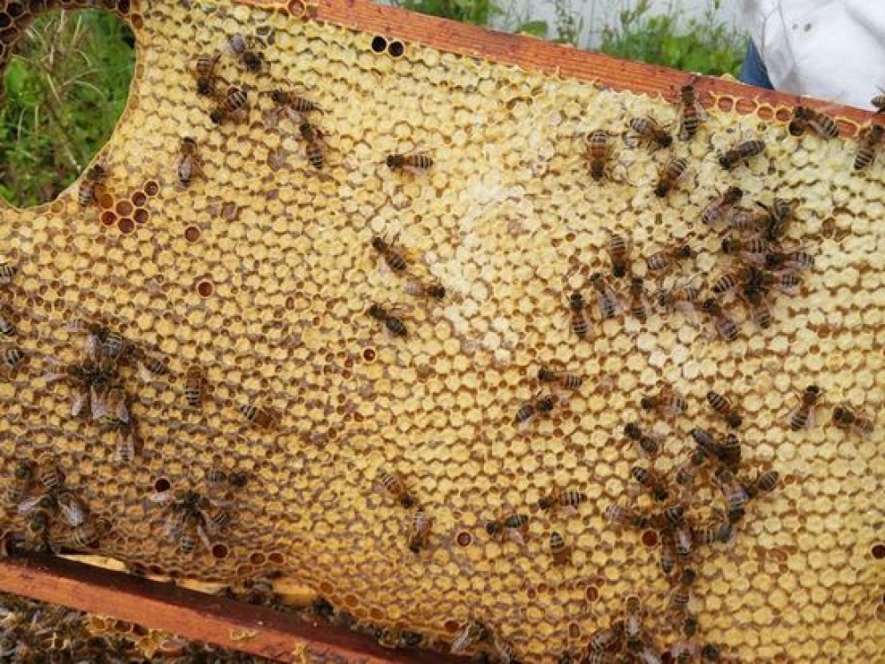 Imker rouwt om dood van 350 duizend bijen: &#039;We zijn hier ontsteld over&#039;