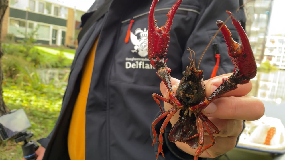 Delfland verklaart oorlog aan miljoenen rivierkreeften in het gebied