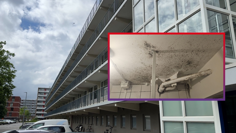 Woningen in Schiedam blijken na renovatie broeinest voor schimmel