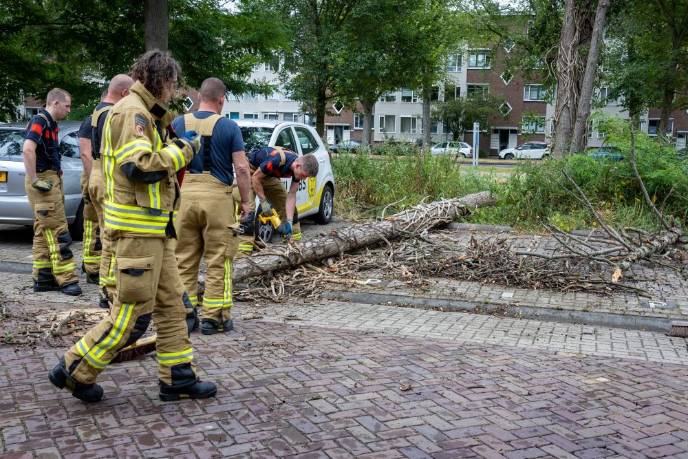 Boom valt om in Vlaardingen, komt op de weg en parkeervak terecht