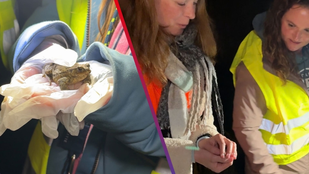 Vrijwilligers helpen padden veilig de weg over tijdens paddentrek in Vlaardingen