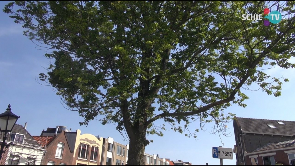 Schiedamse Bomenridders willen openheid over herplantfonds: &#039;Er zou geld in moeten zitten.&#039;