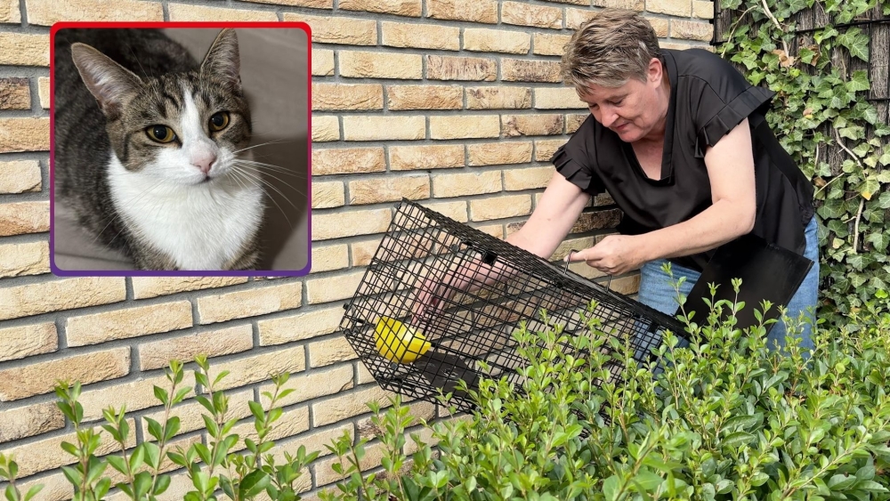 Moederpoes vermist na verhuizing met boedelbak: ‘We hopen haar vanavond te vangen’