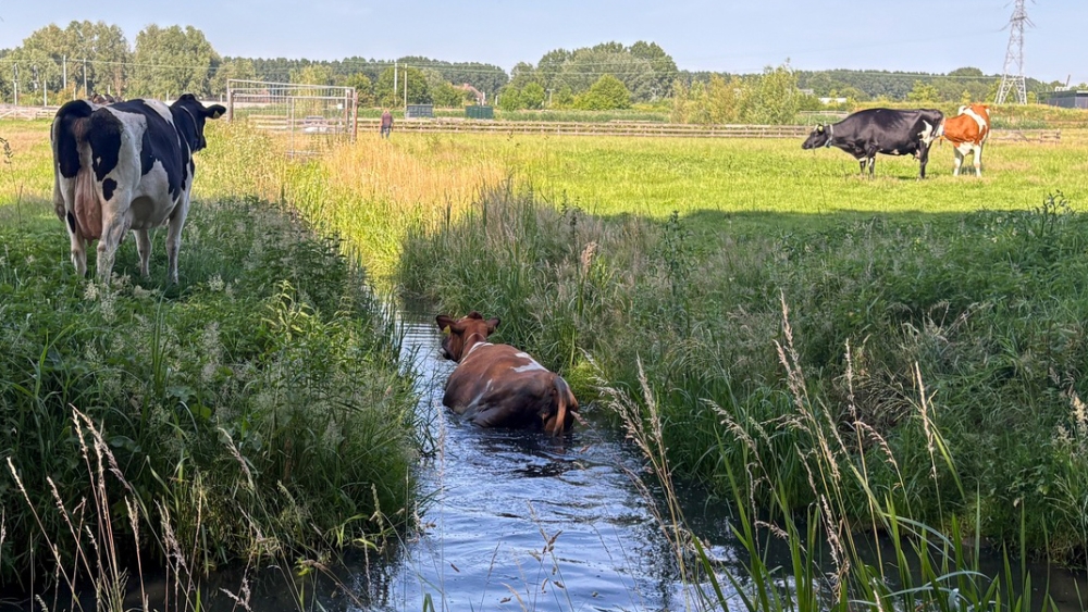 Koe spingt in sloot, boer trekt haar er weer uit