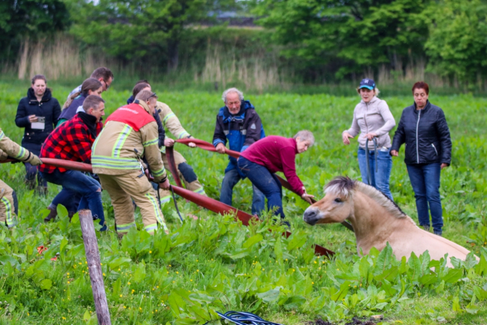 Brandweer haalt twee paarden uit dezelfde sloot