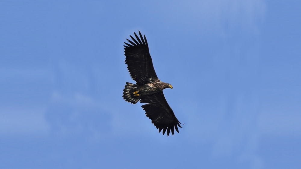 Zeearend in de Broekpolder