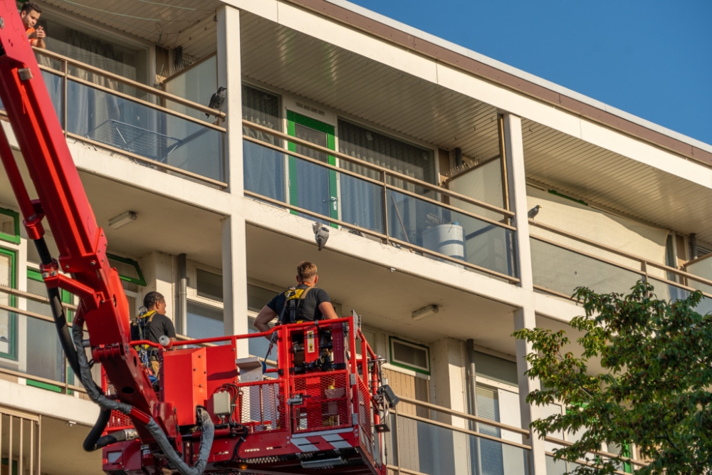 Brandweer schiet vastzittende duif in Vlaardingen te hulp