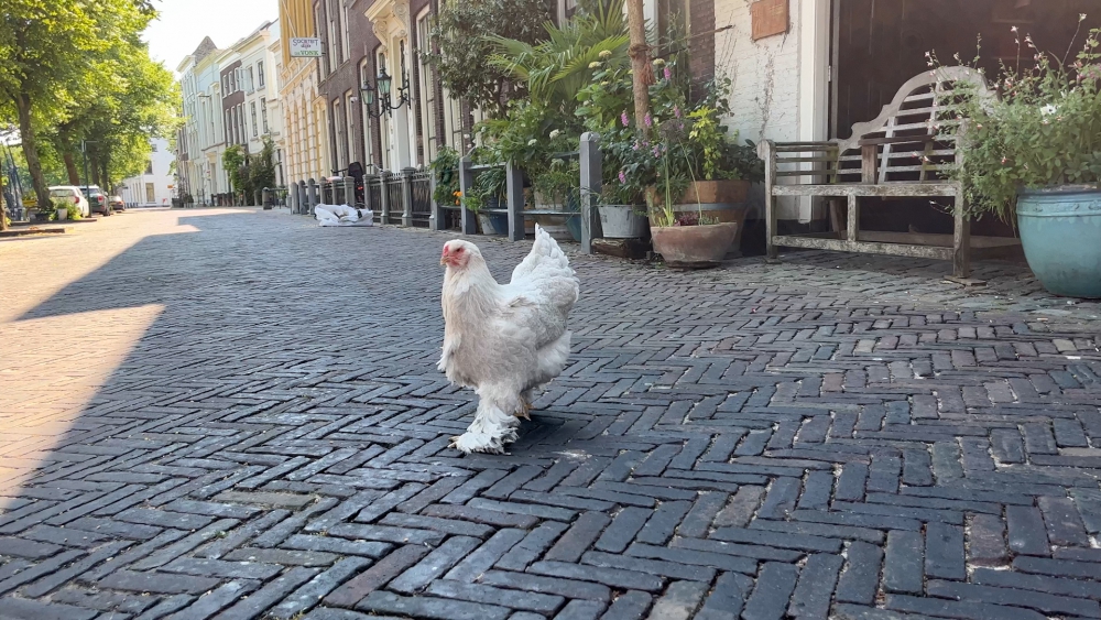 Kippen aan de scharrel op de Lange Haven