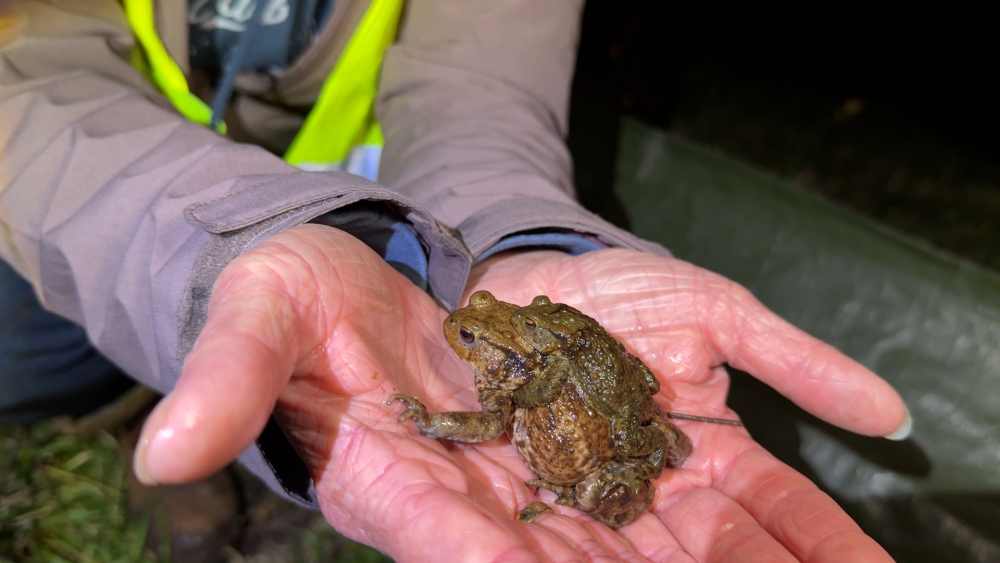Honderden dieren gered paddentrek, veel minder salamanders aangetroffen
