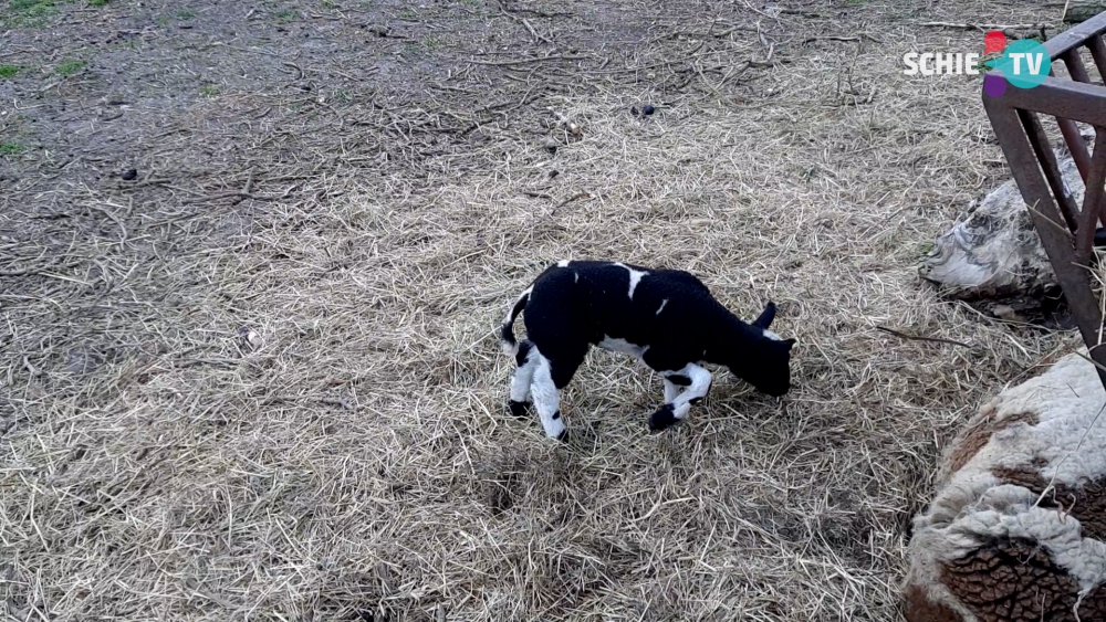 Voorjaar volop te zien in Midden Delfland; Kinderboerderij viert Pasen