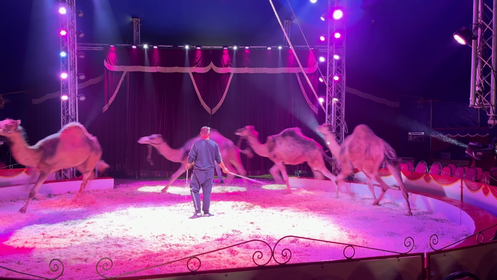 Circus op de Maasboulevard: ’Iedereen moet naar het circus blijven komen, zo kan het blijven bestaan’