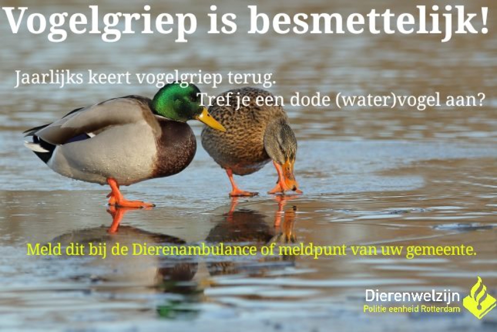 Waarschuwing: &#039;raak, vanwege de vogelgriep, dode vogels niet aan&#039;