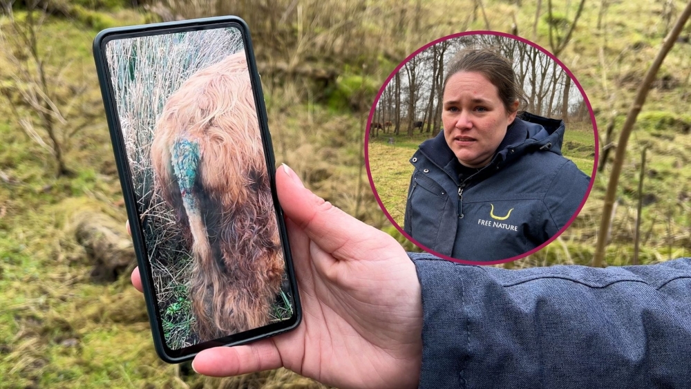 Beheerder trof hooglanders aan met volledig afgebeten staarten: ‘Het is  ellende’